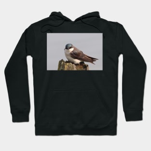 An Extremally Good-Looking Tree Swallow Hoodie